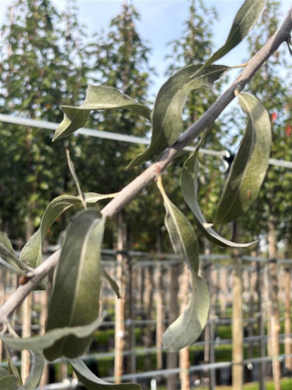 Pyrus salicifolia