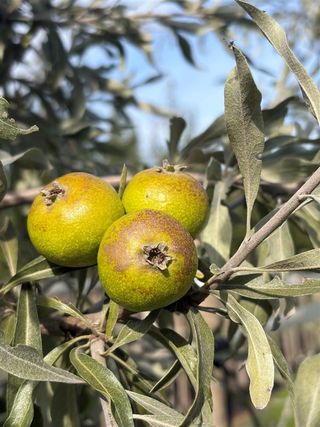 Pyrus salicifolia