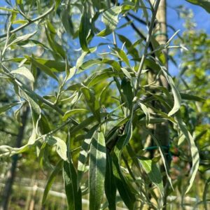 Pyrus salicifolia
