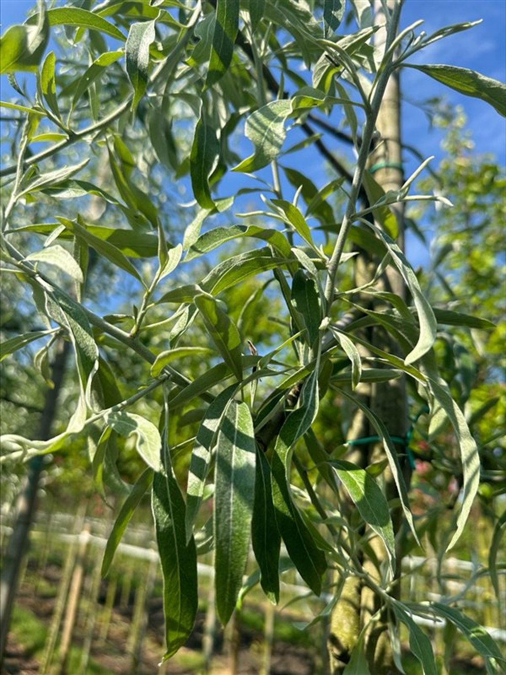Pyrus salicifolia