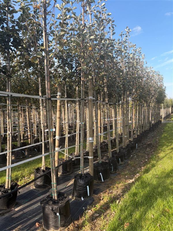 Sorbus aria ‘Lutescens’