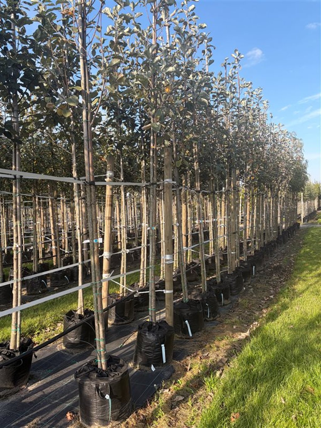 Sorbus aria ‘Lutescens’