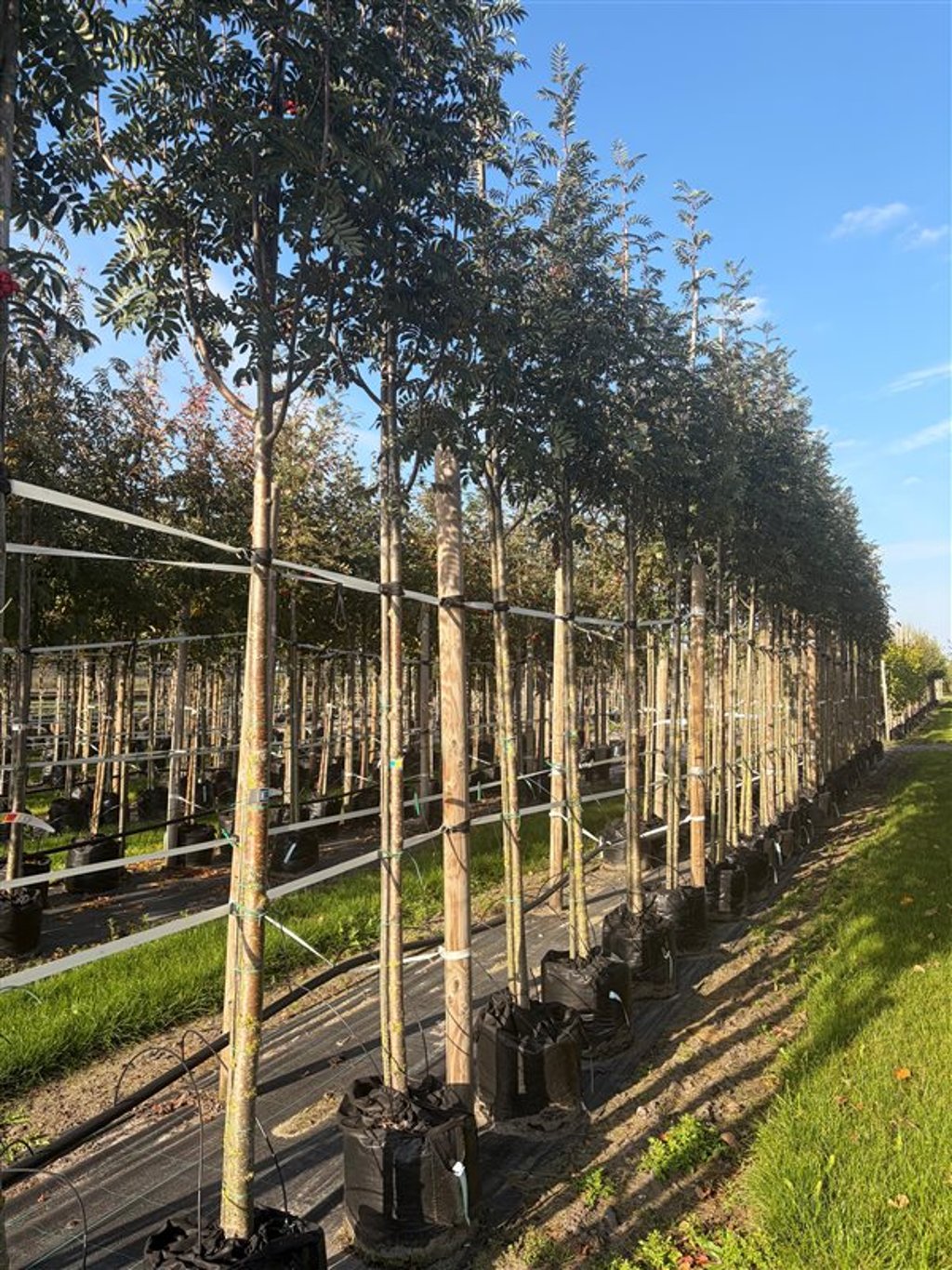 Sorbus auc. ‘Sheerwater Seedling’