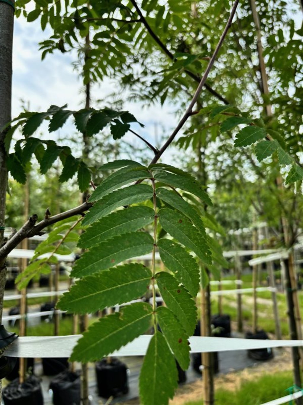 Sorbus ‘Dodong’