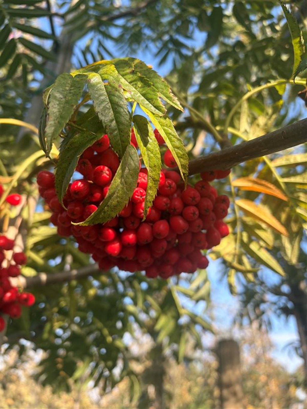 Sorbus ‘Dodong’