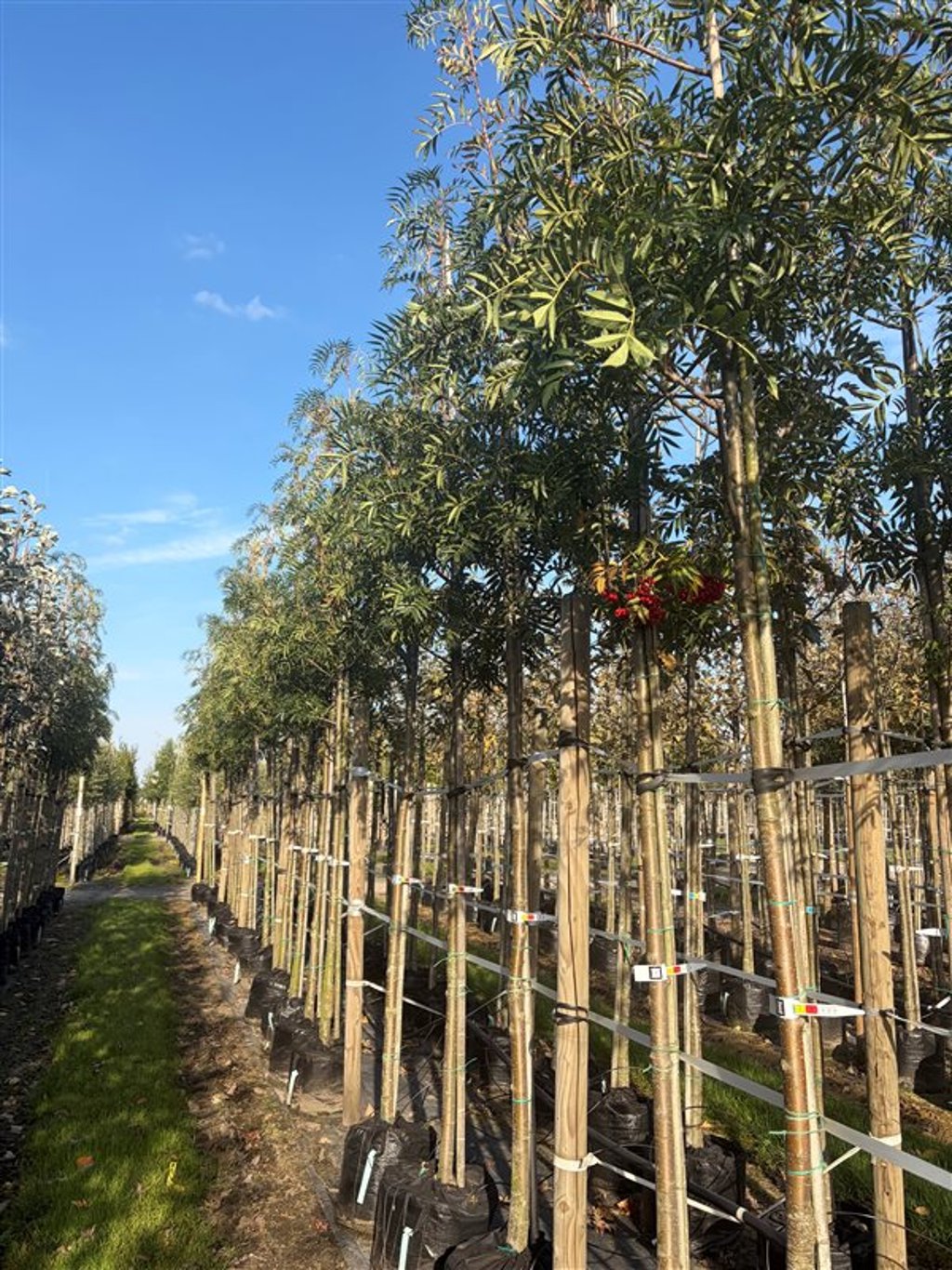 Sorbus ‘Dodong’