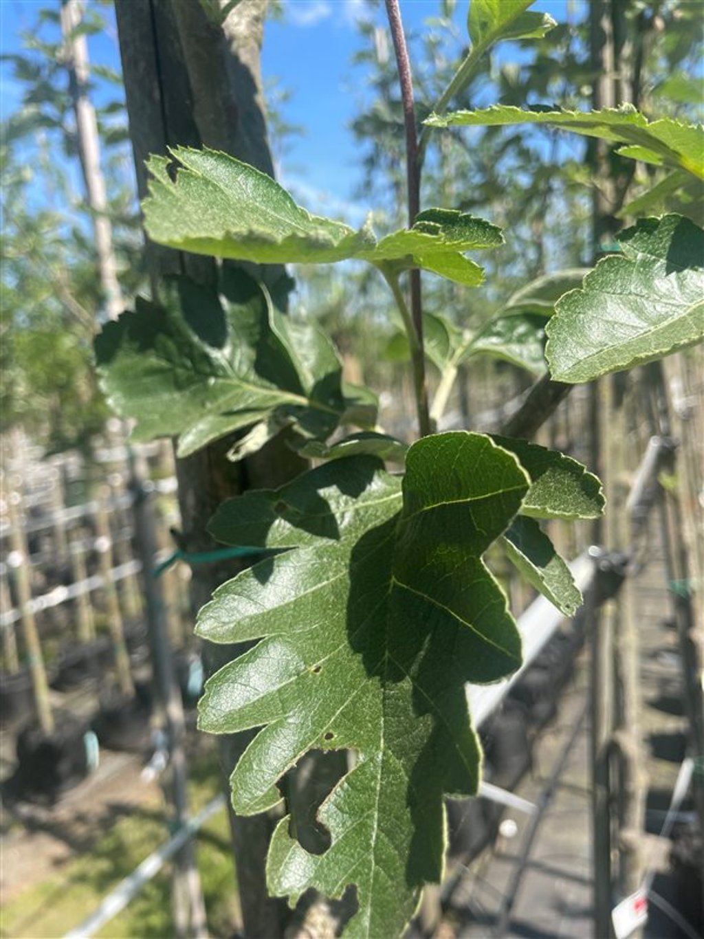 Sorbus intermedia