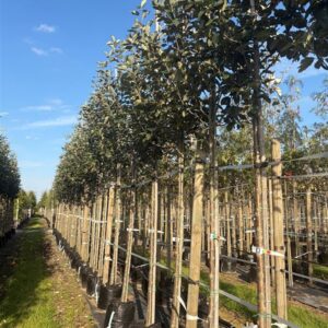 Sorbus latifolia ‘Henk Vink’