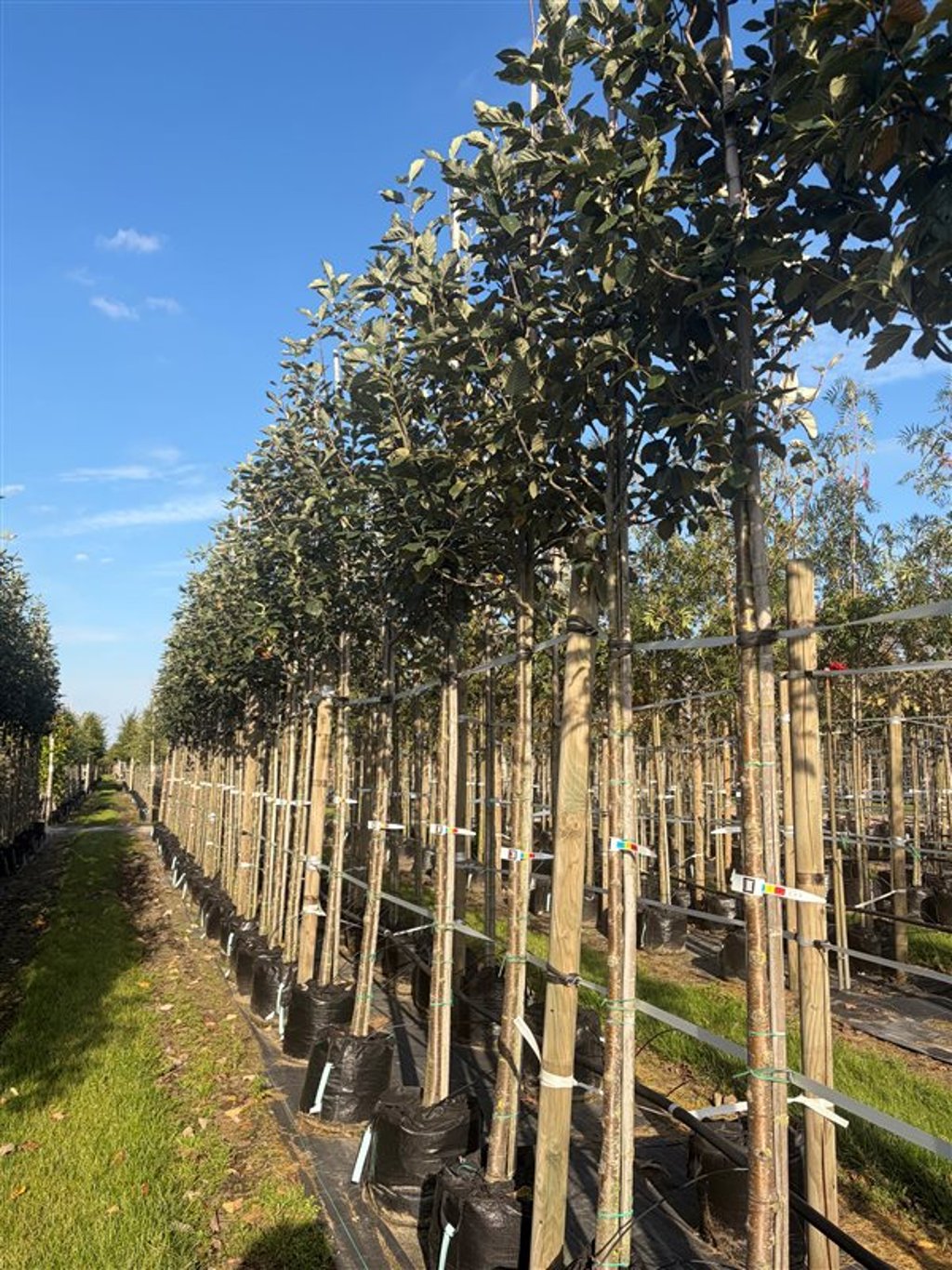 Sorbus latifolia ‘Henk Vink’