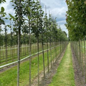 Sorbus latifolia ‘Henk Vink’