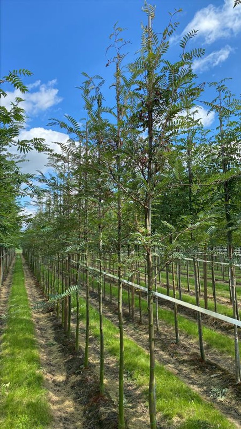 Sorbus vilmorinii