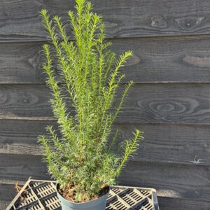 Taxus baccata