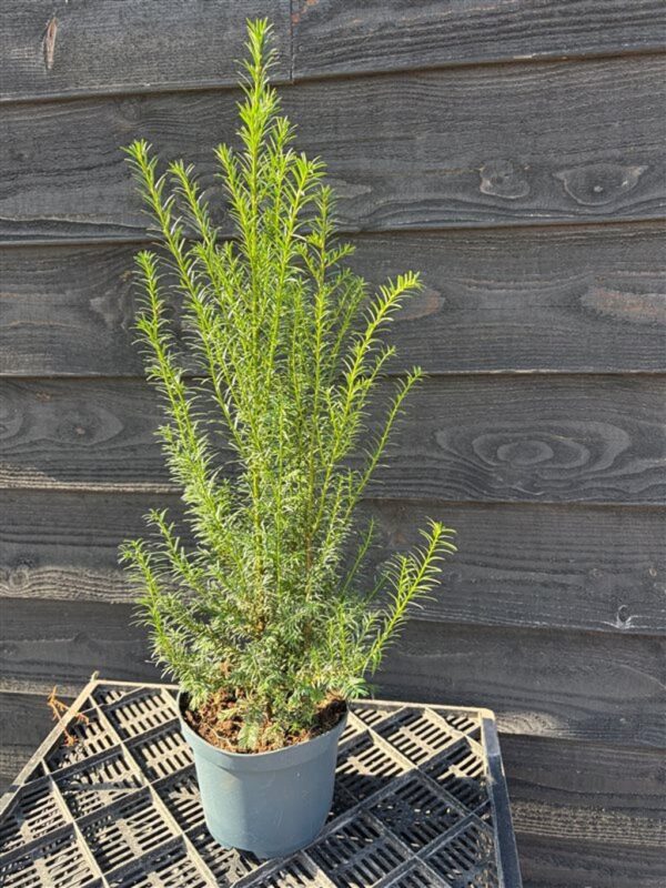 Taxus baccata