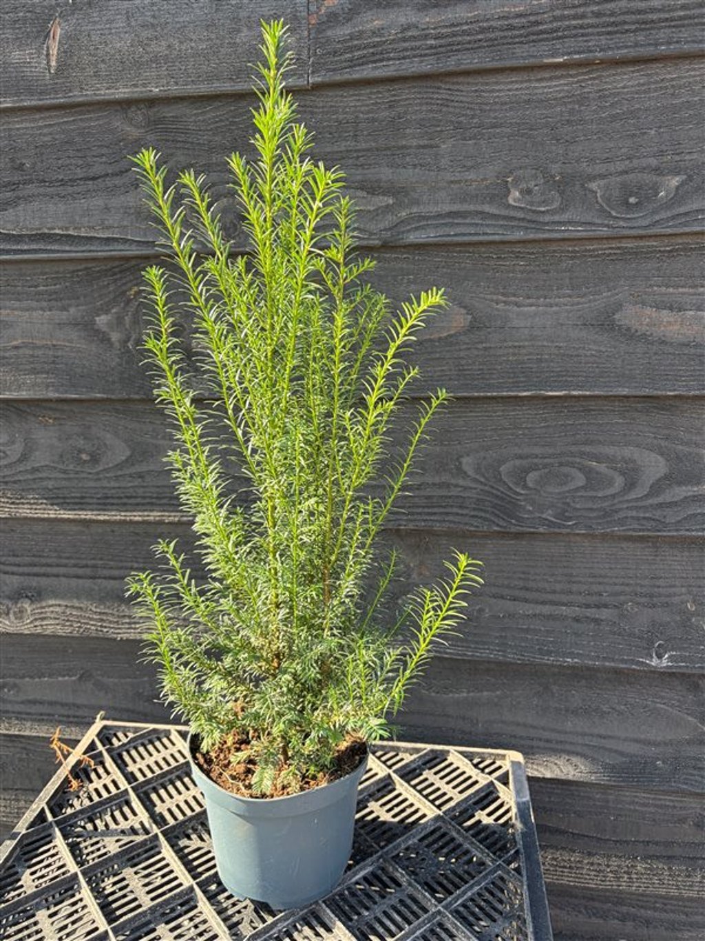 Taxus baccata