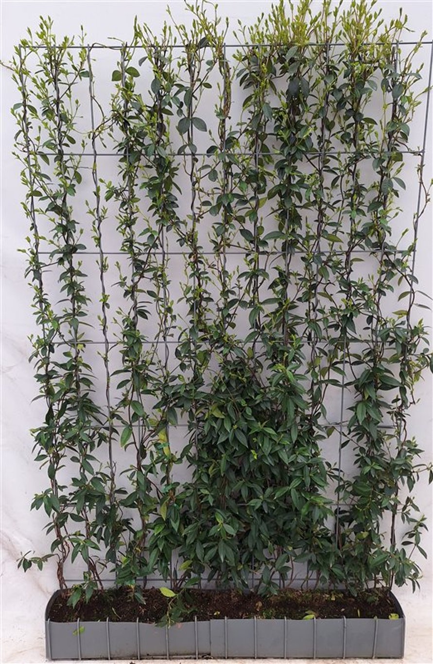 Trachelospermum jasminoides