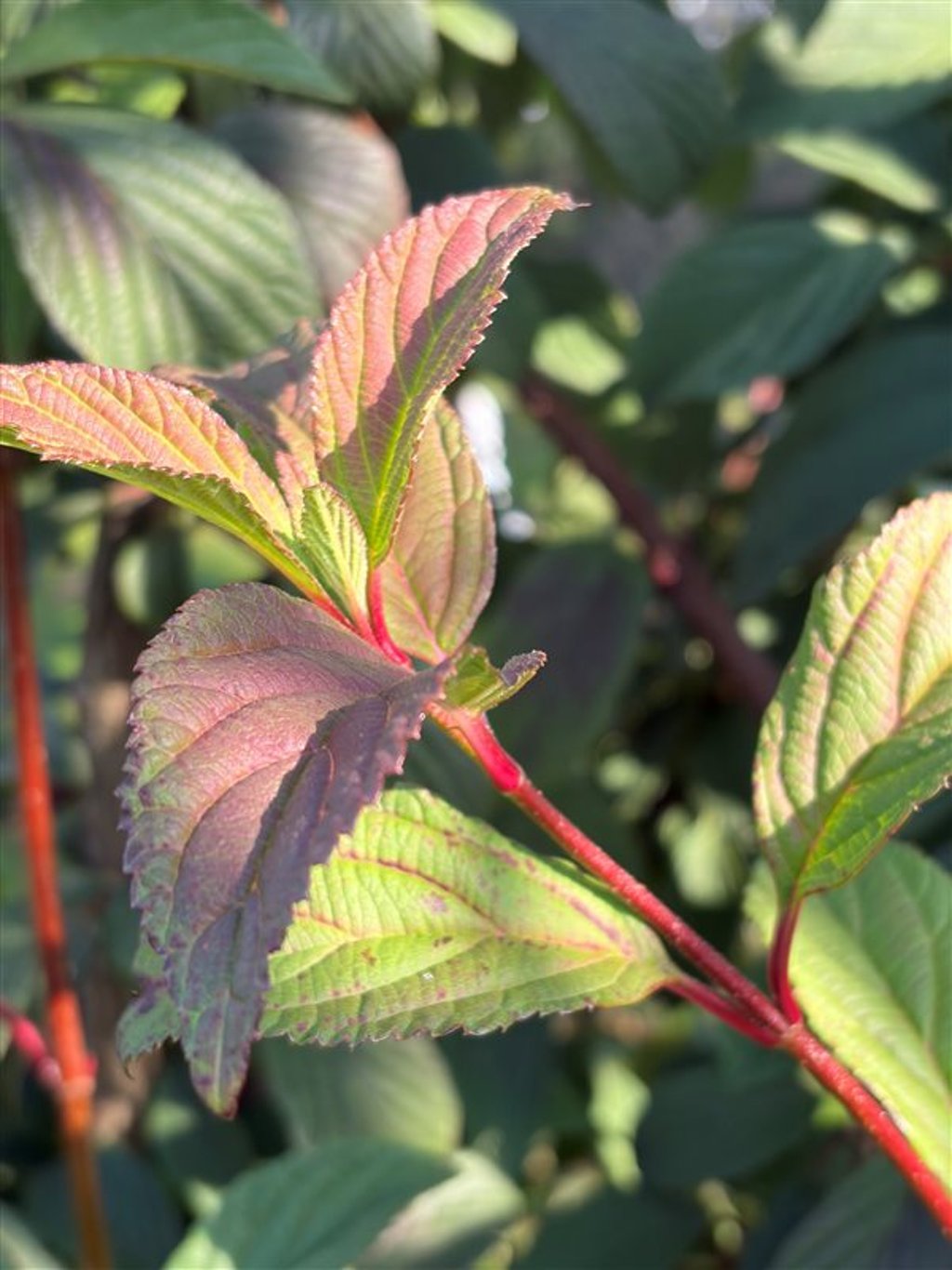 Viburnum bodn. Dawn