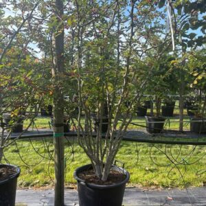 Zanthoxylum simulans