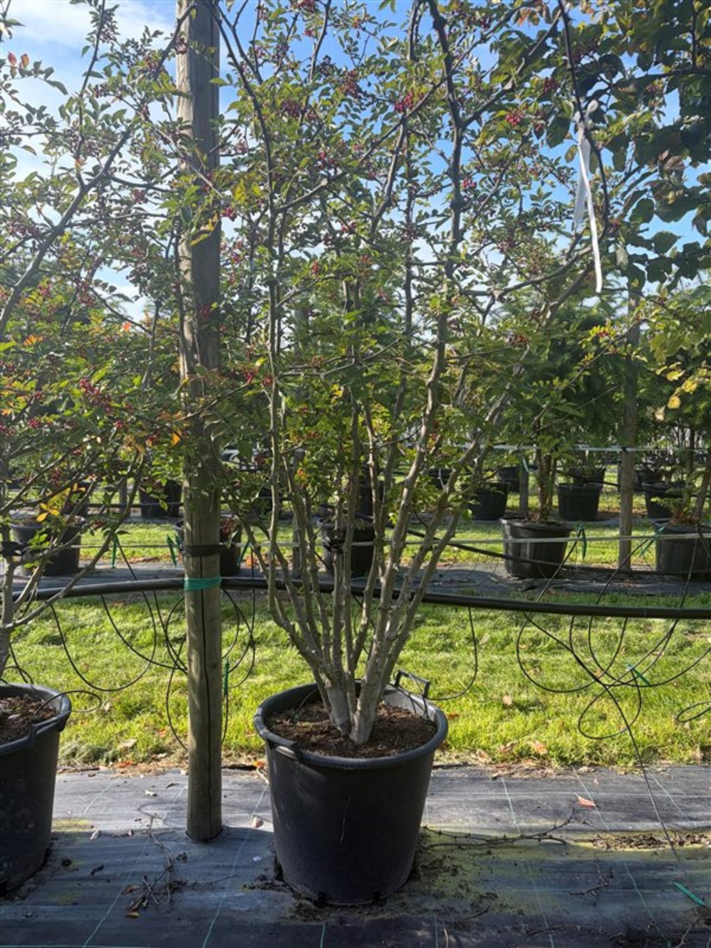 Zanthoxylum simulans