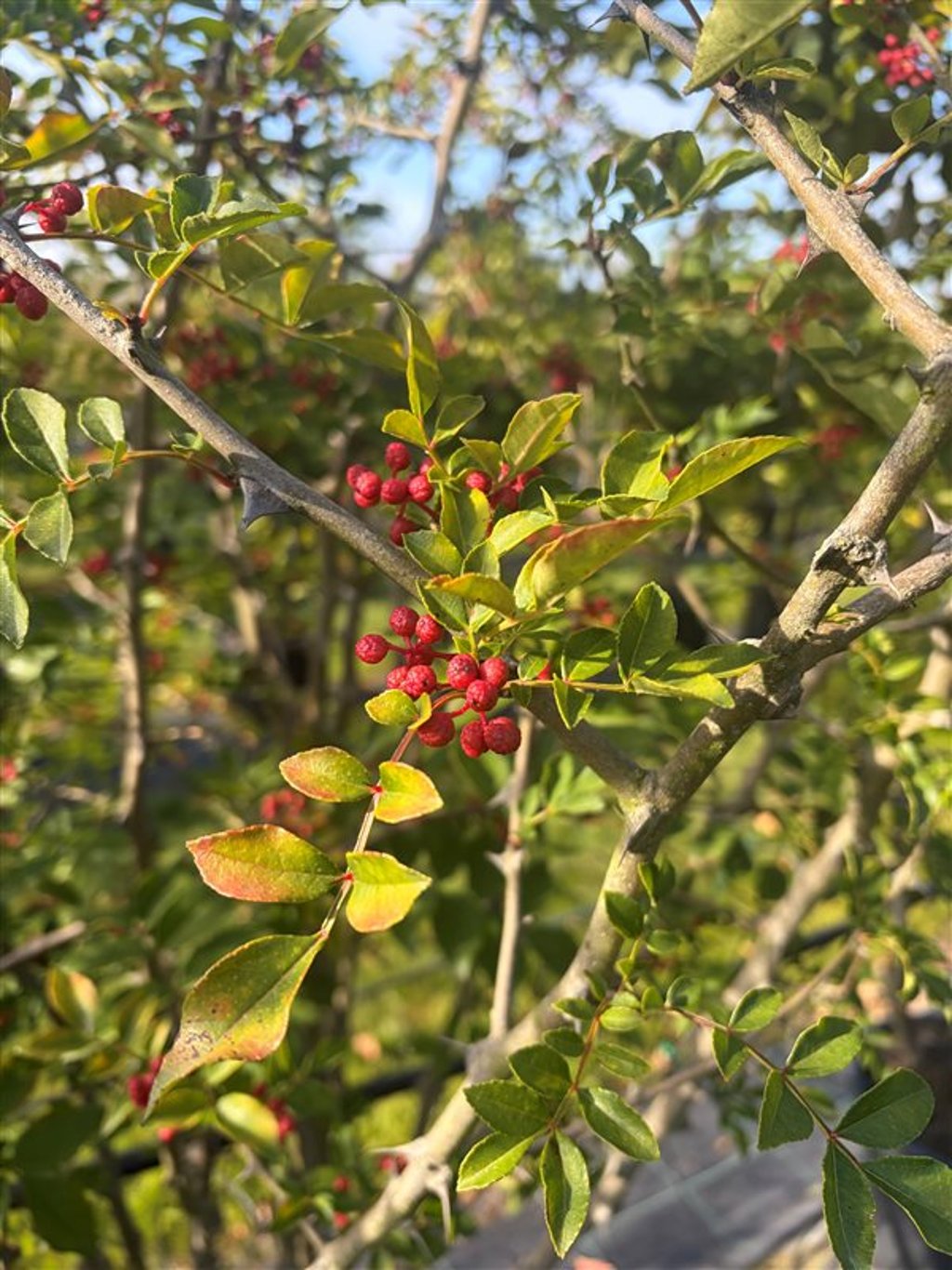 Zanthoxylum simulans
