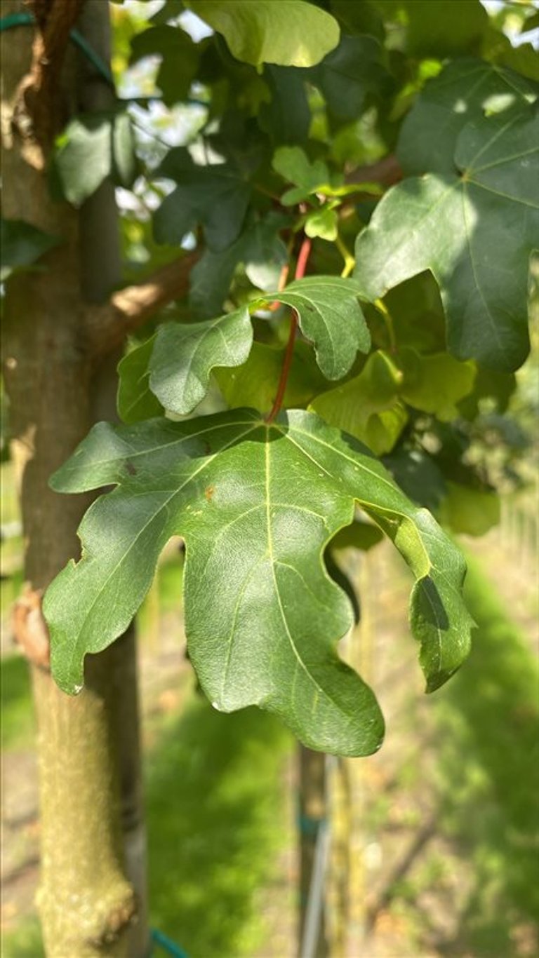 Acer campestre ‘Elsrijk’