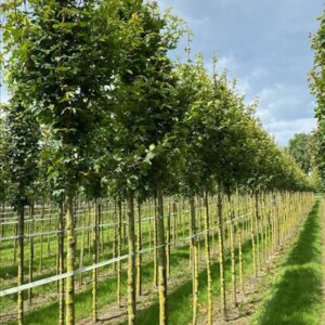 Acer campestre ‘Huibers Elegant’
