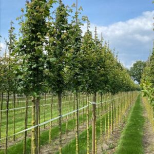 Acer campestre ‘Lienco’
