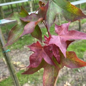 Acer cappadocicum ‘Rubrum’