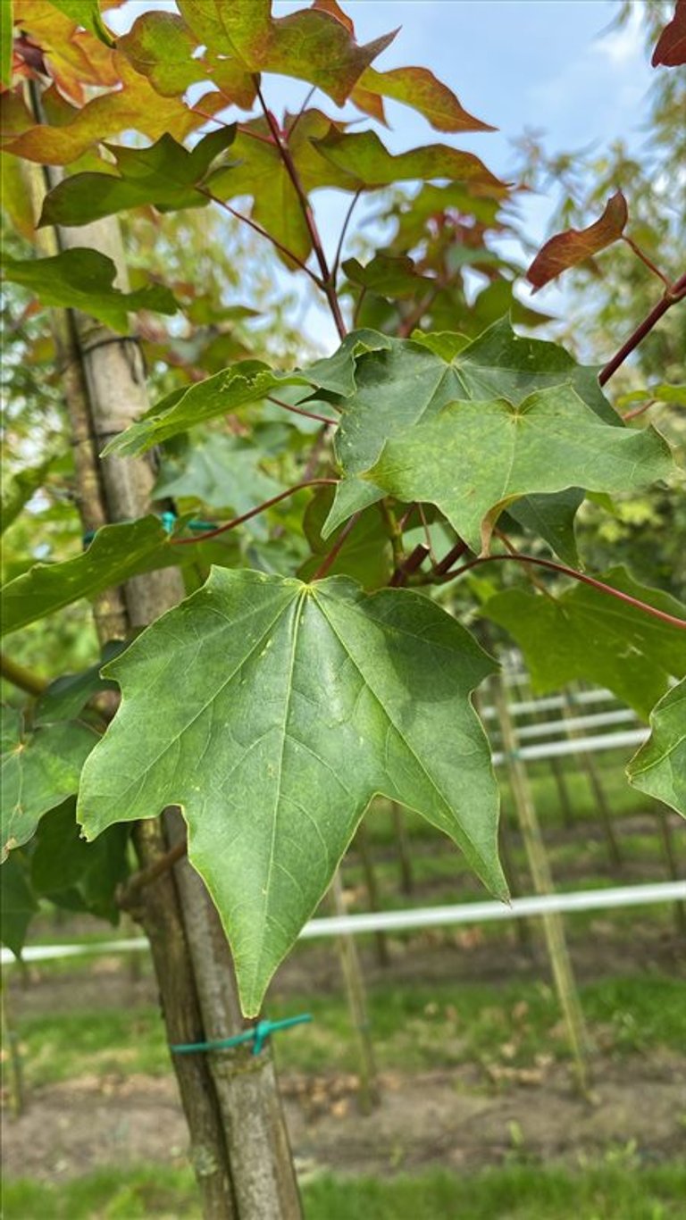 Acer cappadocicum ‘Rubrum’