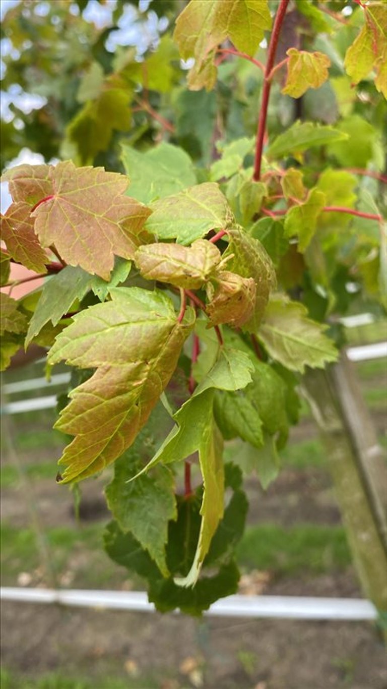 Acer rubrum ‘Autumn Flame’