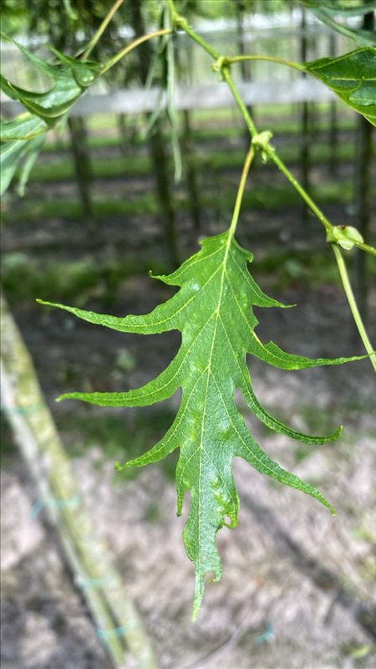 Alnus glutinosa ‘Imperialis’