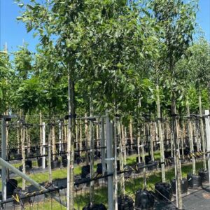 Alnus glutinosa ‘Laciniata’