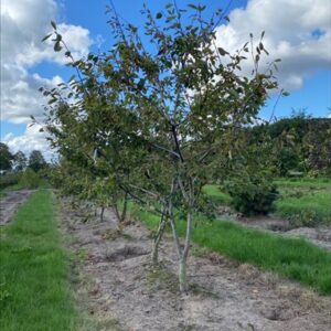 Amelanchier ‘Ballerina’