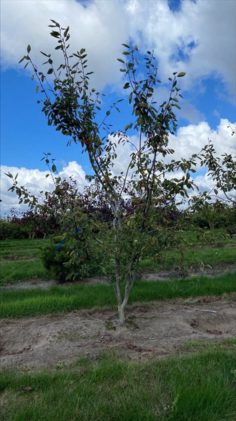 Amelanchier ‘Ballerina’