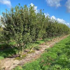 Amelanchier can. Rainbow Pillar