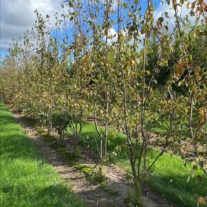 Amelanchier laevis ‘Snowflakes’