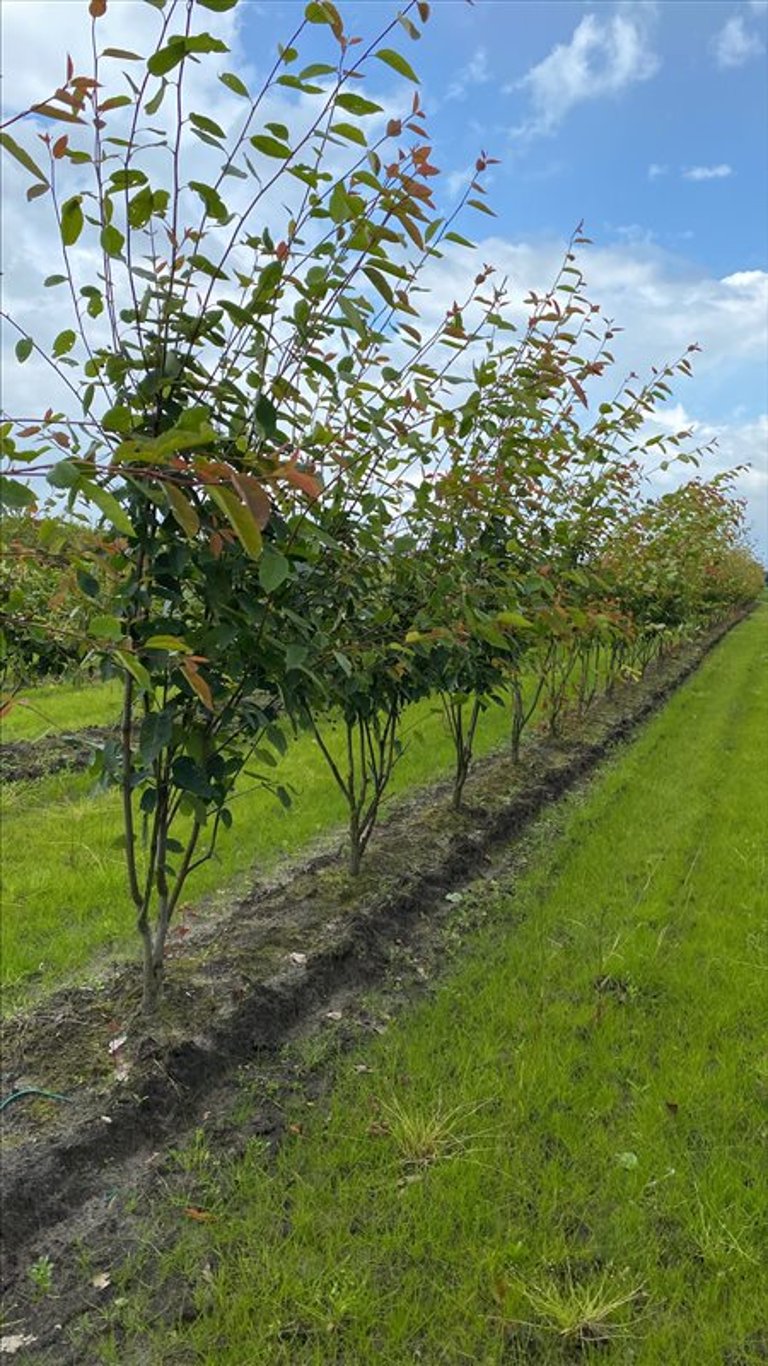 Amelanchier laevis ‘Snowflakes’
