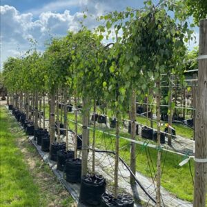 Betula p. ‘Youngii’