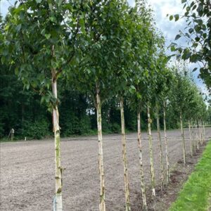 Betula utilis ‘Fascination’