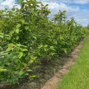 Calycanthus floridus