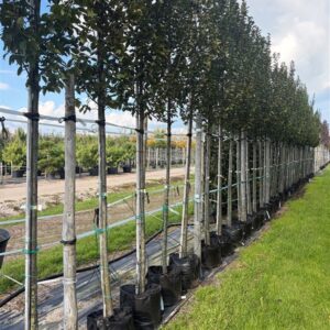 Carpinus bet. ‘Lucas’