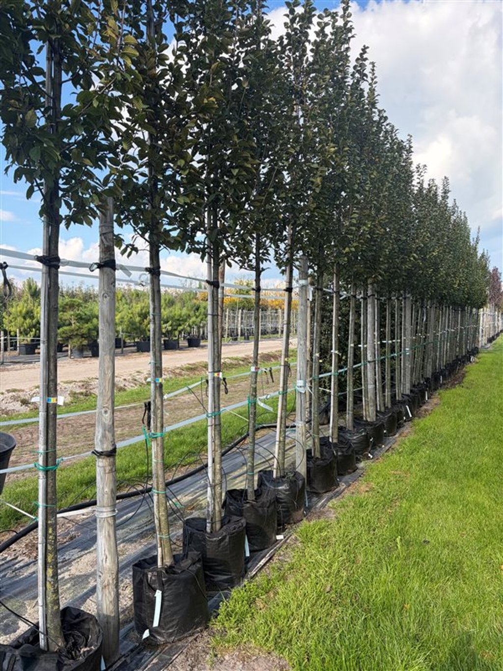 Carpinus bet. ‘Lucas’