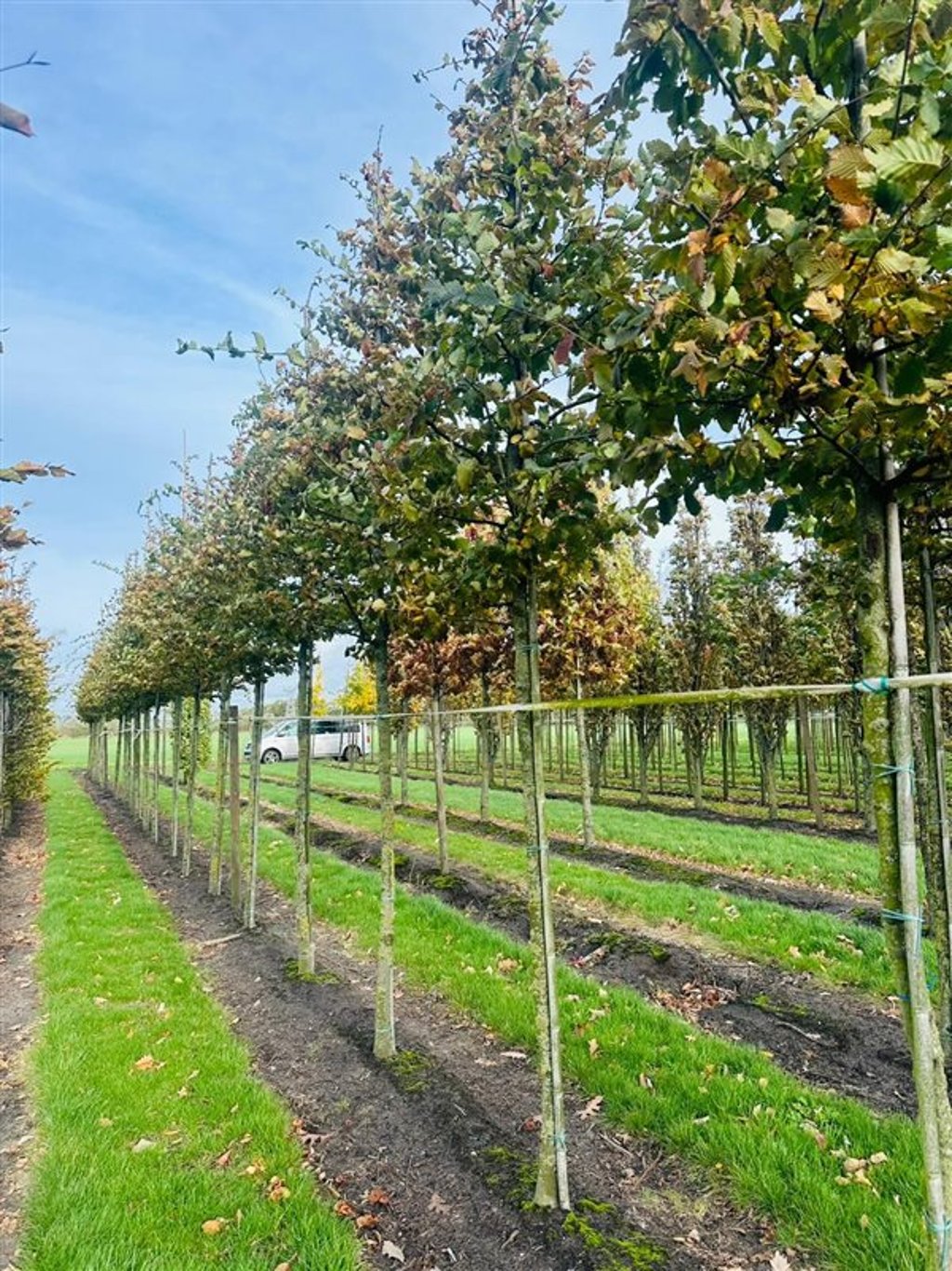 Carpinus bet. Rockhampton Red