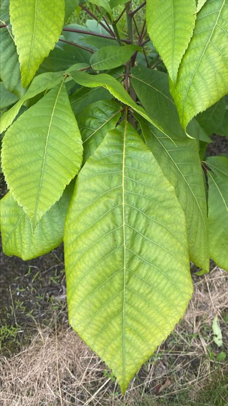 Carya ovata