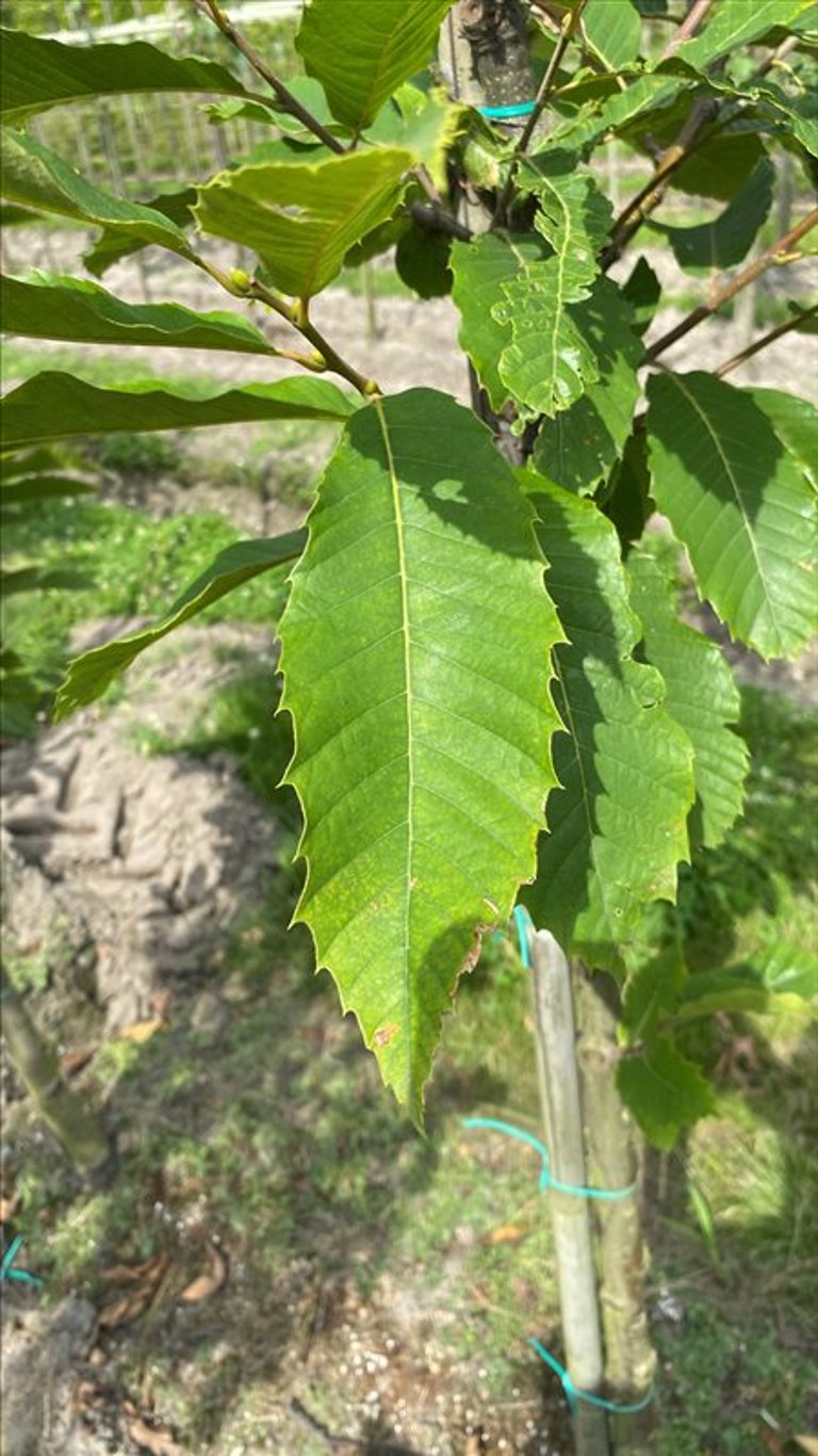 Castanea sativa