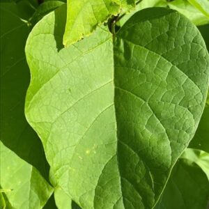 Catalpa bignonioides