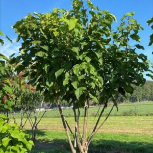 Catalpa bignonioides