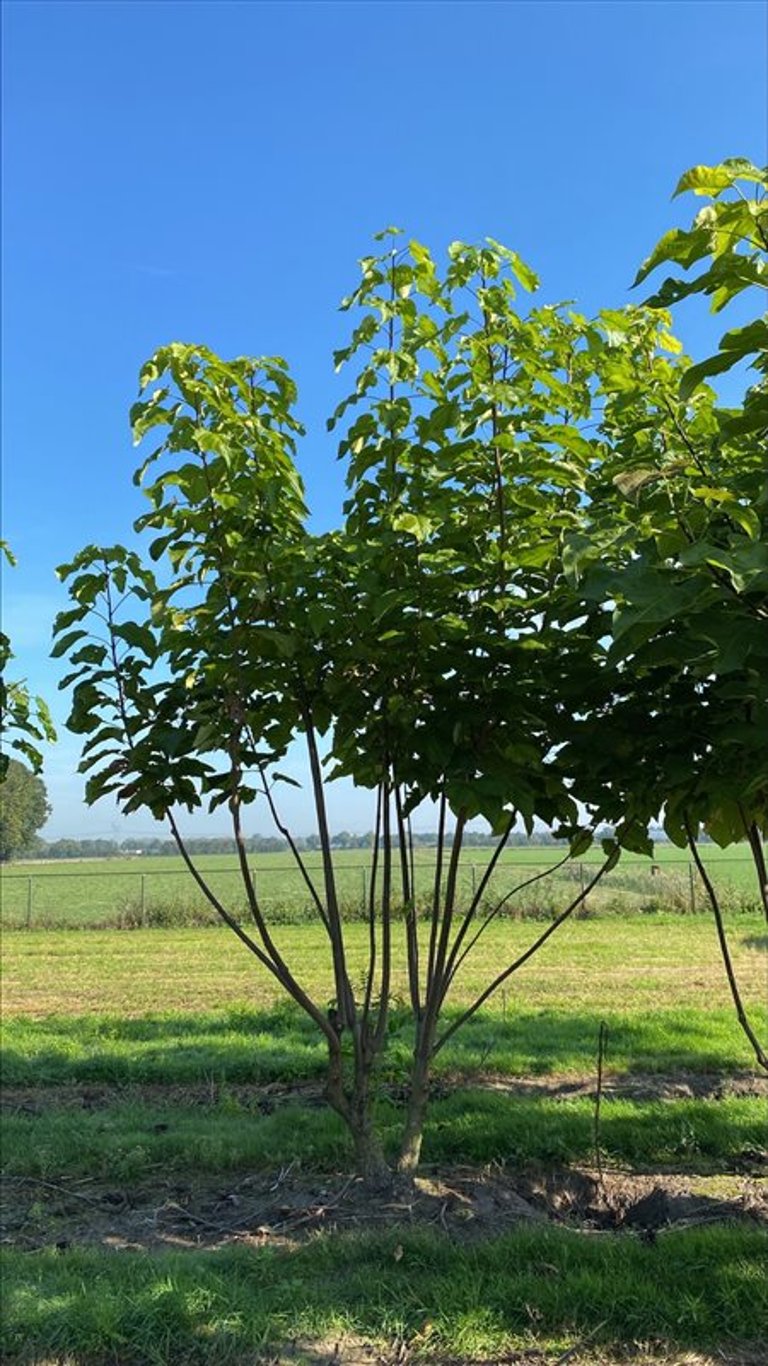 Catalpa bignonioides