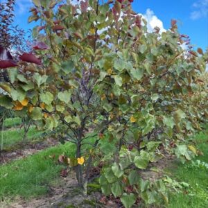 Cercis can. ‘Merlot’