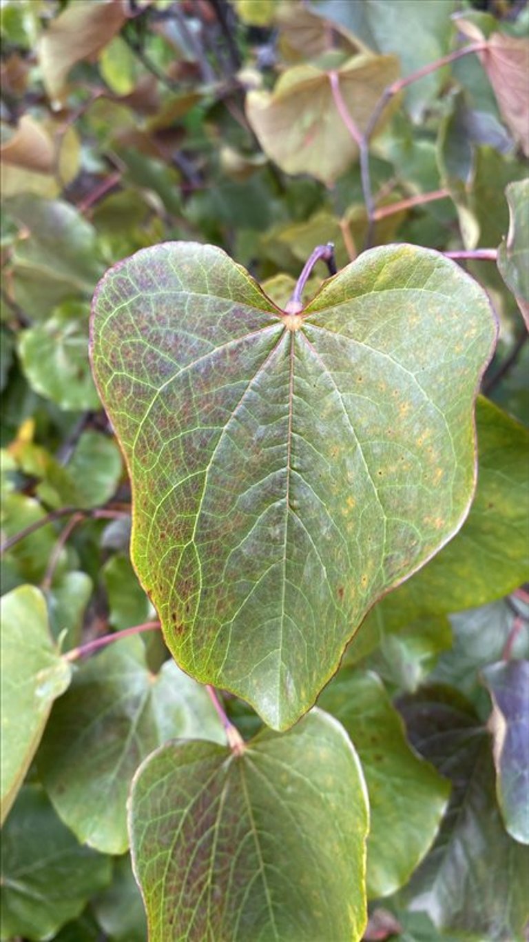 Cercis can. ‘Merlot’