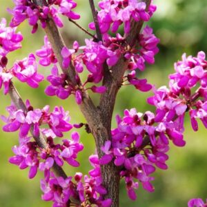 Cercis canadensis